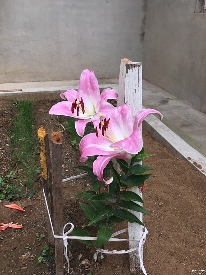 随拍百合花,学名(lilium brownii var viridulum baker)