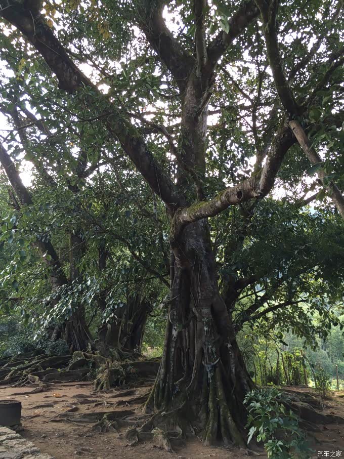 佤族部落著名的人头桩