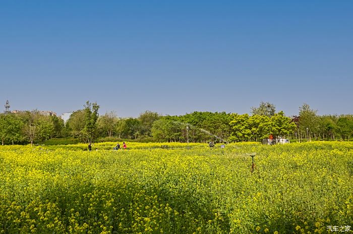 虞舜公园油菜花的位置图片