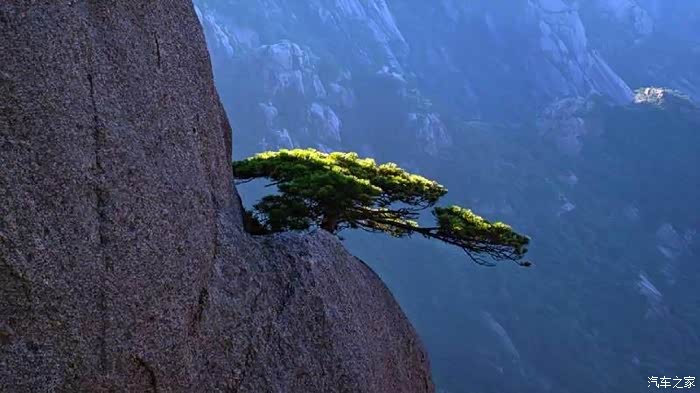 悬崖峭壁间,青松屹立,笑迎八方客