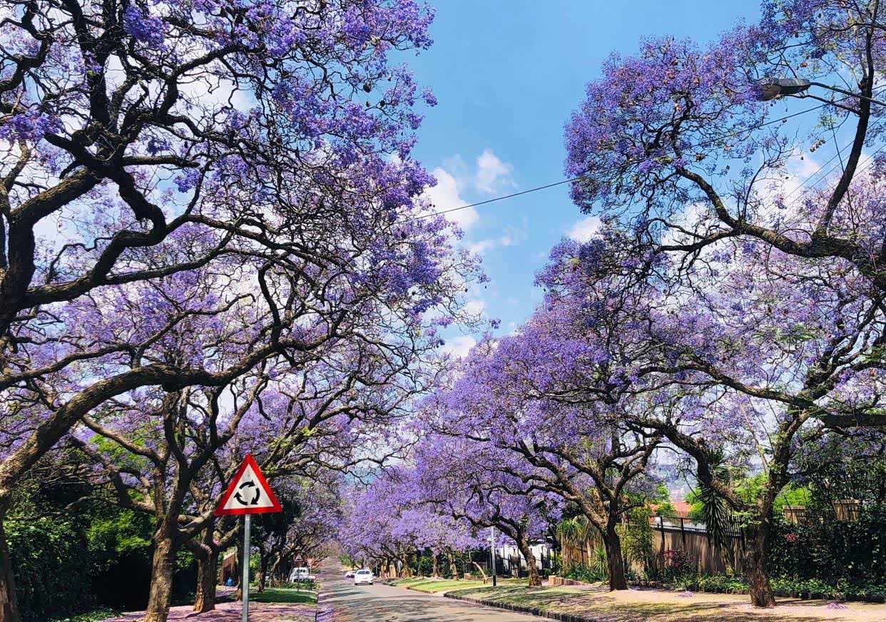 满屏的紫色,来南非第一天就赶上了比勒陀利亚的紫薇花