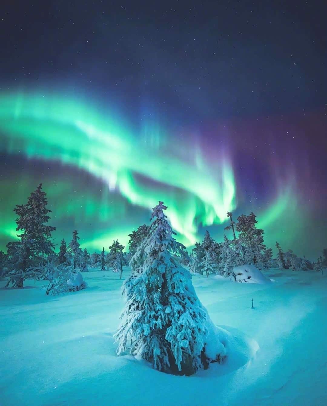 北极的极光,好久没见了吧 !