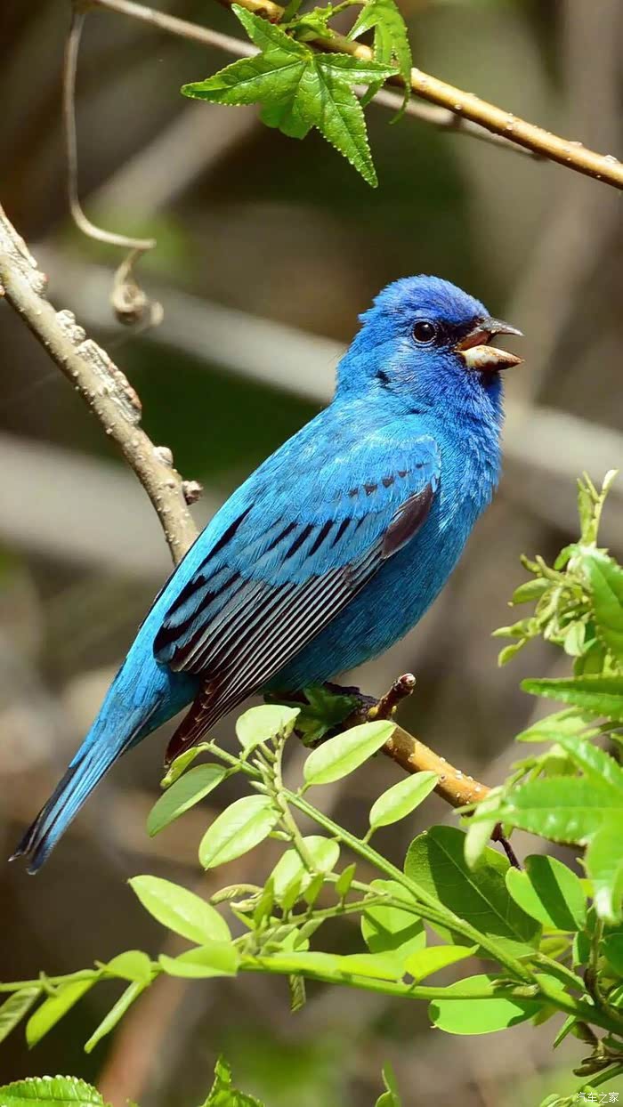 鸟类摄影作品分享