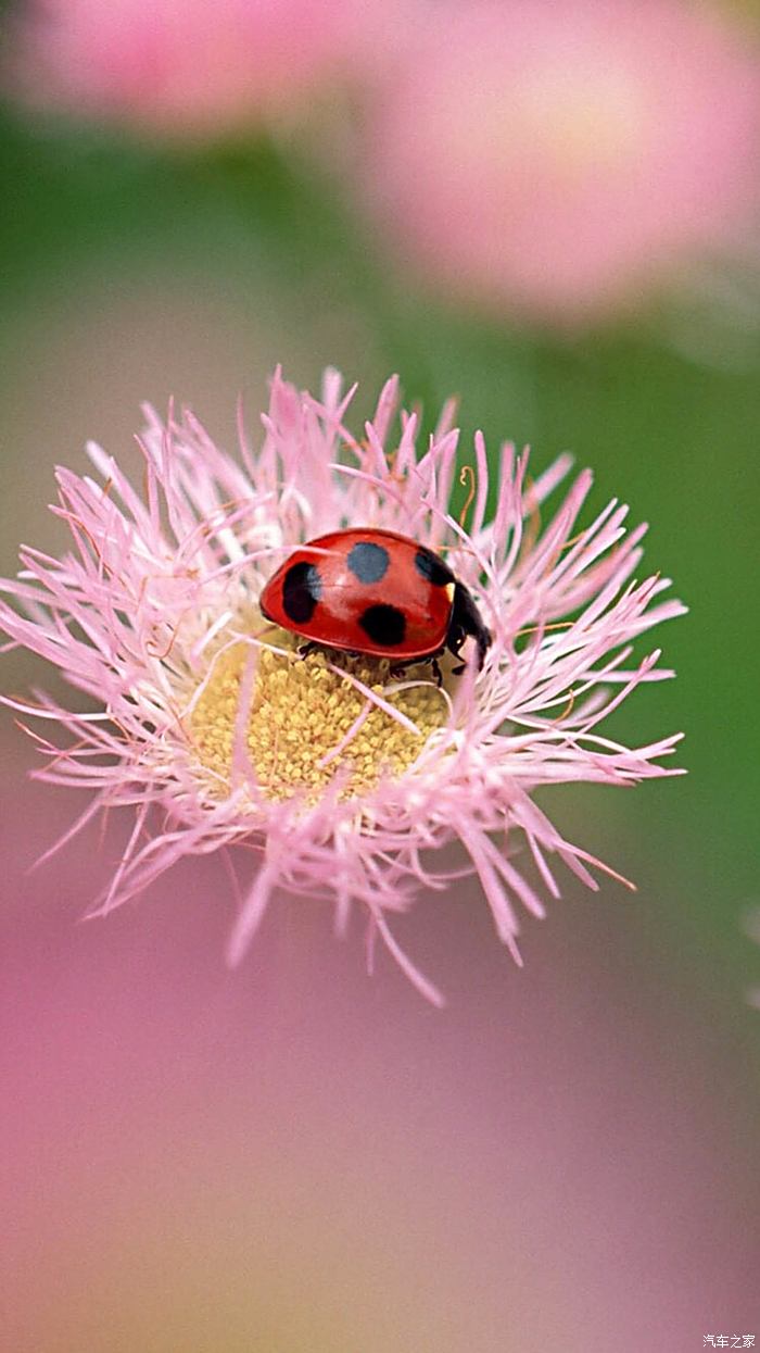 世界上最美的昆虫图片图片