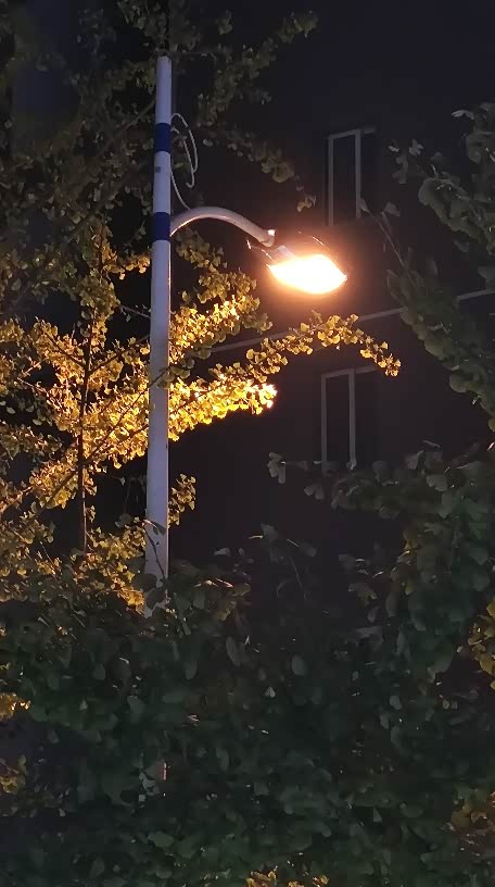 路灯下的银杏树