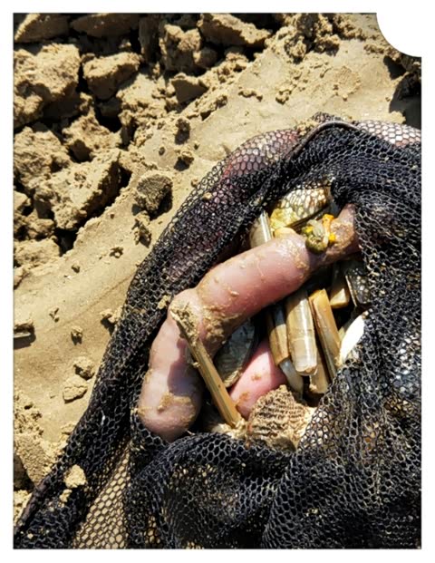 这么快海肠就整这么多.海肠也是特别鲜美的.