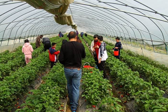 幸福之旅傅家边摘草莓记
