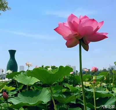 世界荷花博览园——遂宁人的圣莲岛,也是我的骄傲!