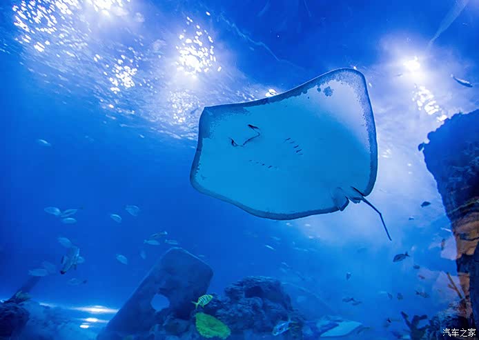 周末遨游海洋馆