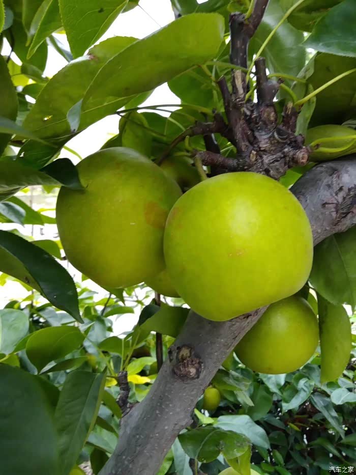 奉贤庄行伏羊节