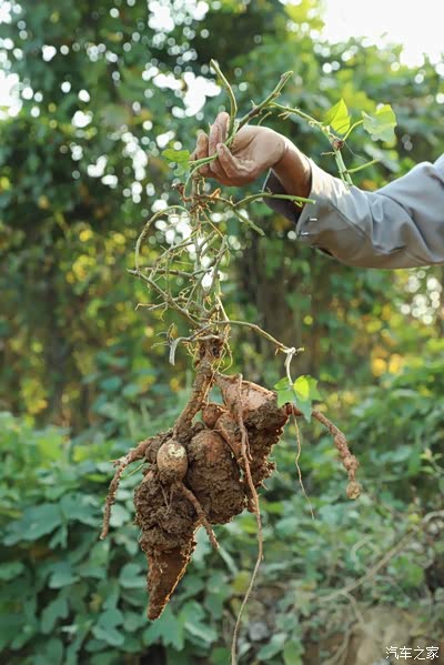 剪根秧子插在土里,浇点水就能成活,除了翻几次藤秧,基本不用费什么事