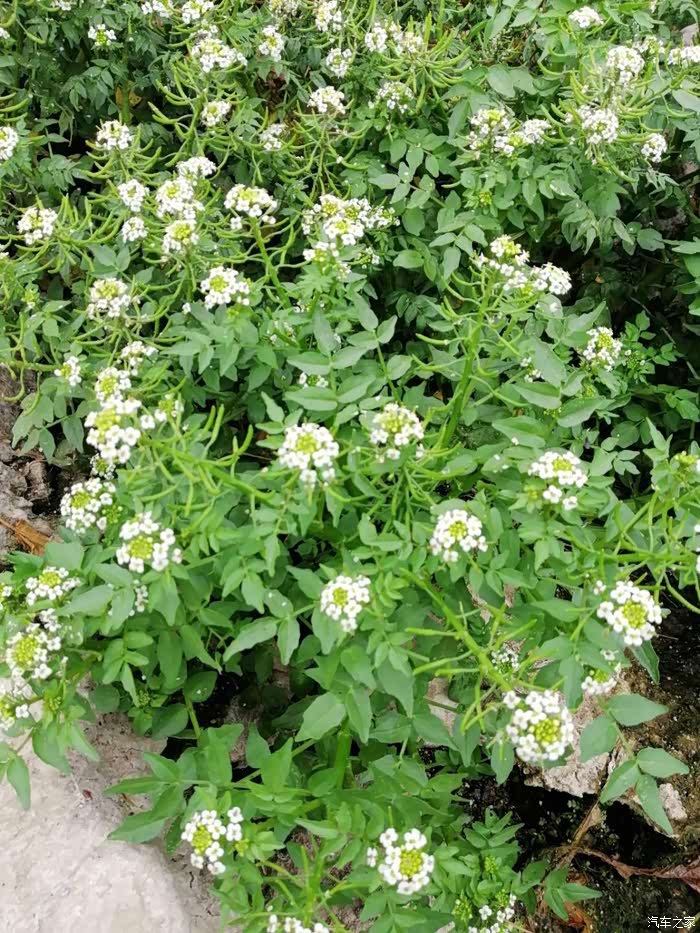 野生花美丽月见草
