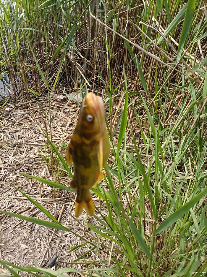 肥美鋼針魚十來條