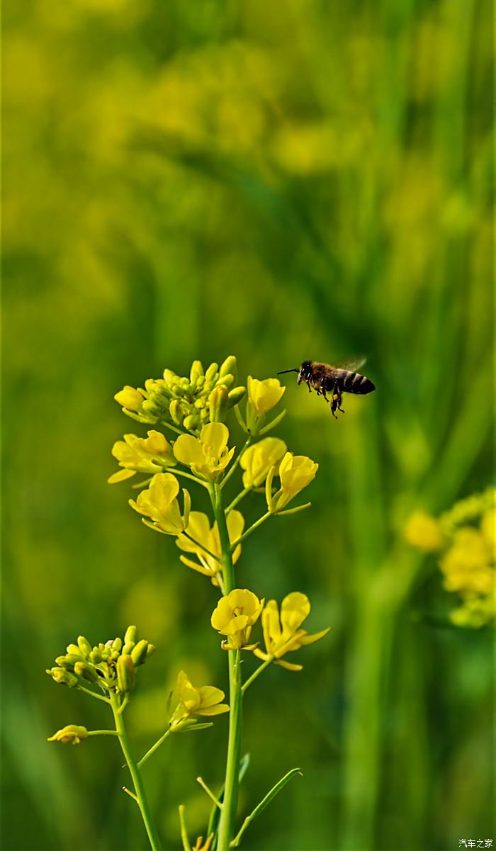 虞舜公园油菜花图片