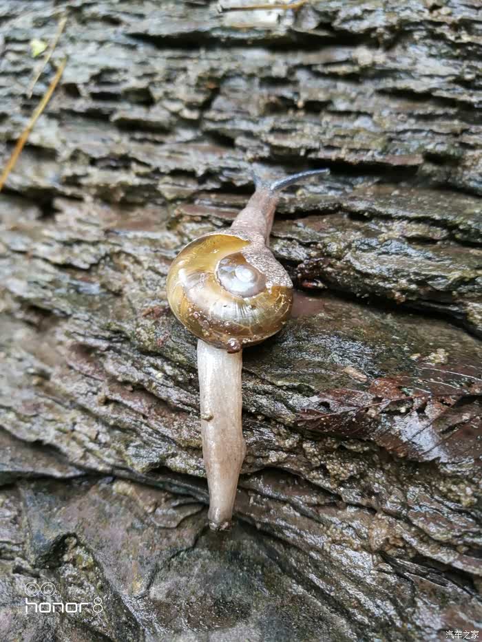 第一次见蜗牛拖着这么长尾巴