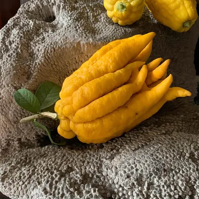 【图】佛手又名九爪木,五指橘,佛手柑,有「世上奇卉,人间仙果」的美_