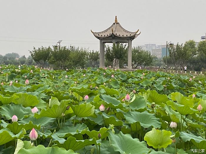 永济滨河公园图片