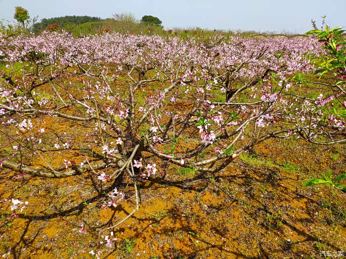 武汉轩逸官方车友圈相伴踏春月灼灼其华孝感杨店赏桃花