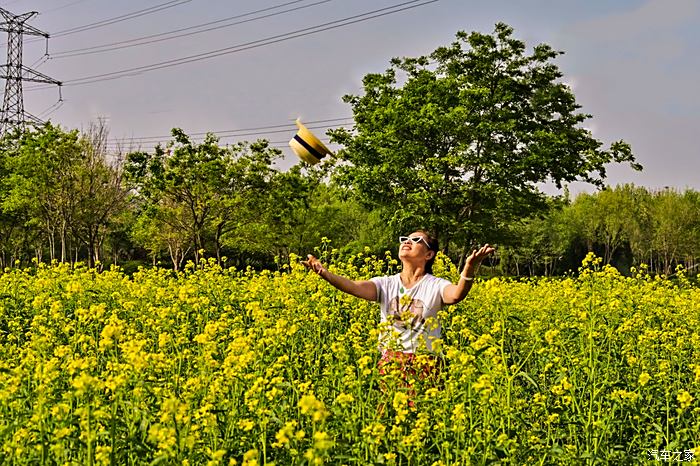 虞舜公园油菜花图片