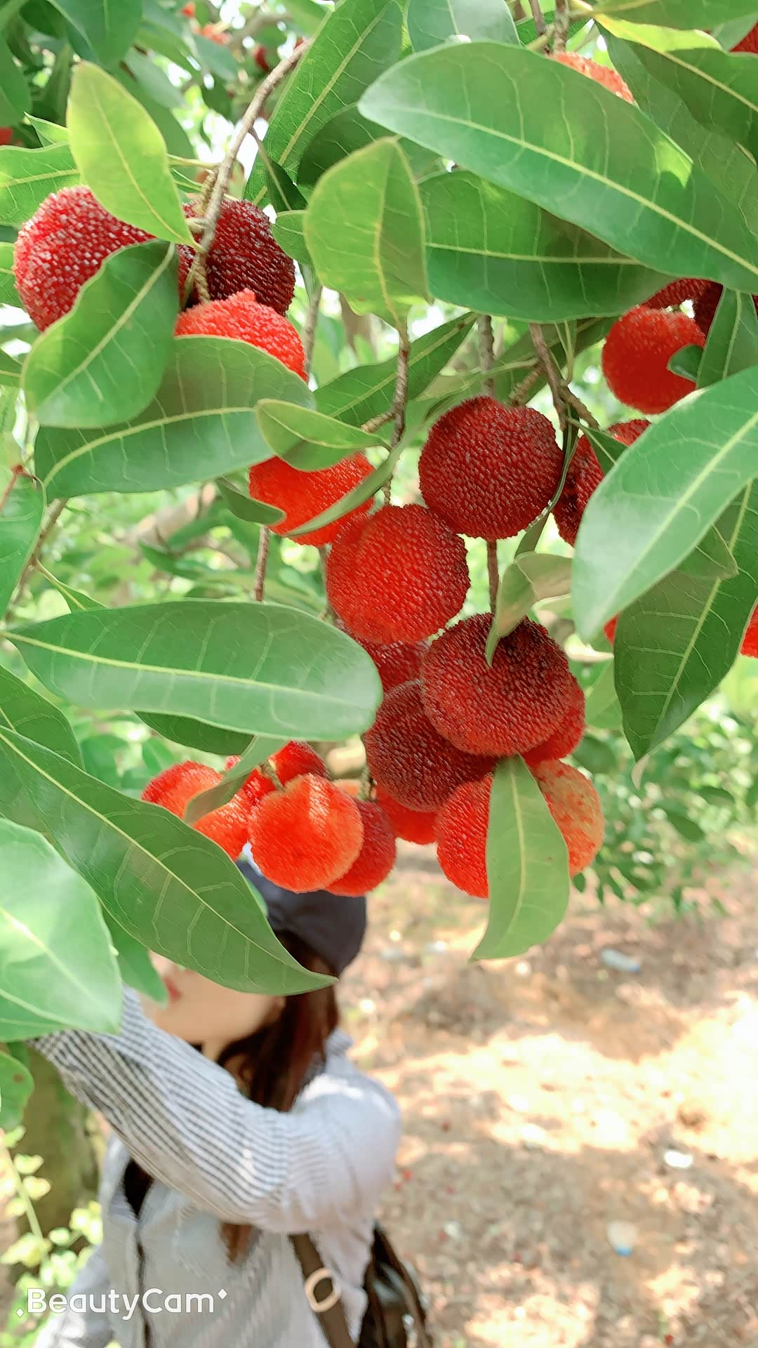 闽南帝豪gs车友会女车主首次参加聚会龙海采摘杨梅