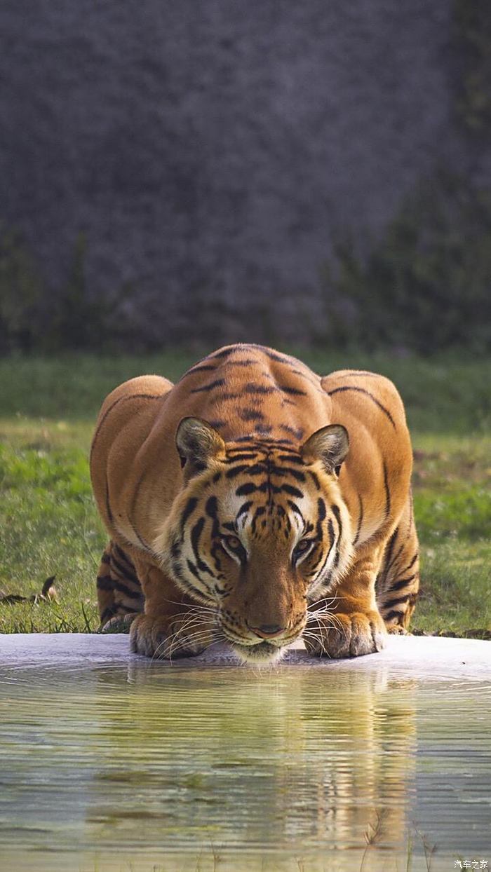 老虎喝水高清图片