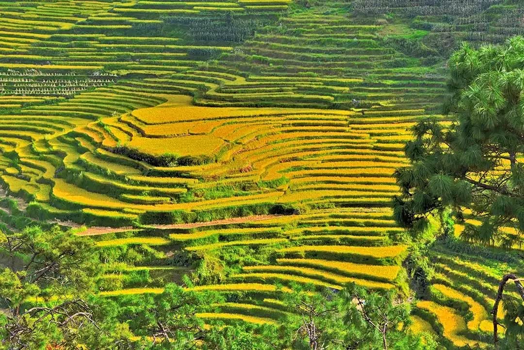 秋天,昌宁的阿背寨梯田仅剩的一小片水稻田又穿上了金装