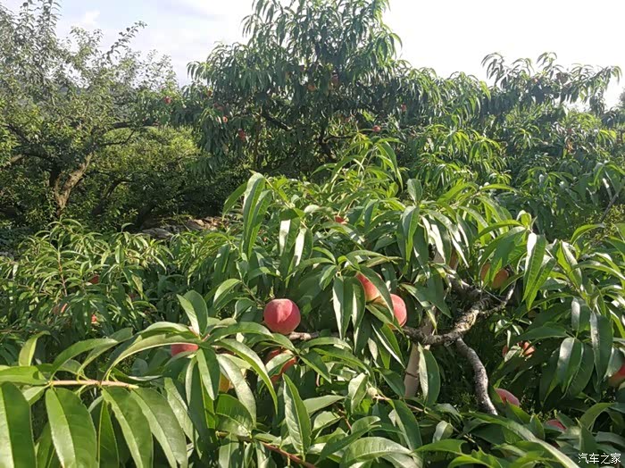 桃李满园,硕果累累