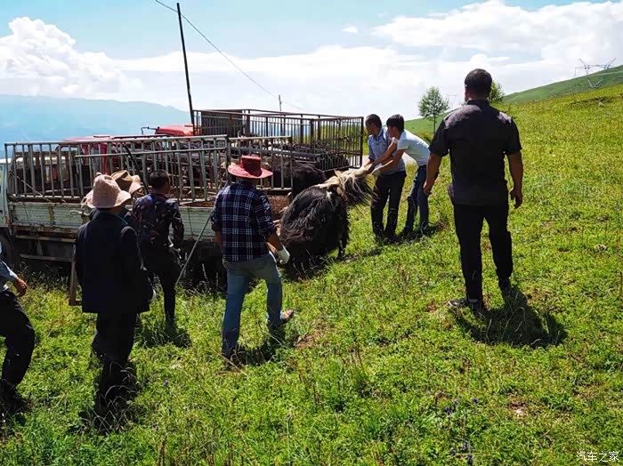 抓一头牛上车,还是满头大汗,套绳的,用脚踢的,拿鞭子抽的,拉牛尾巴