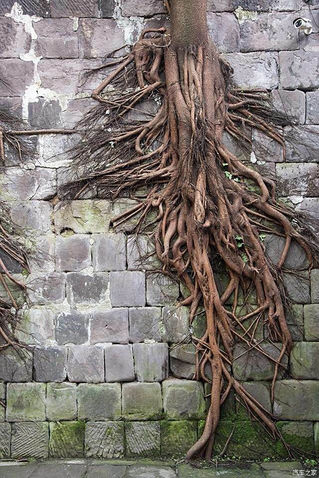 老树盘根啥造型图片