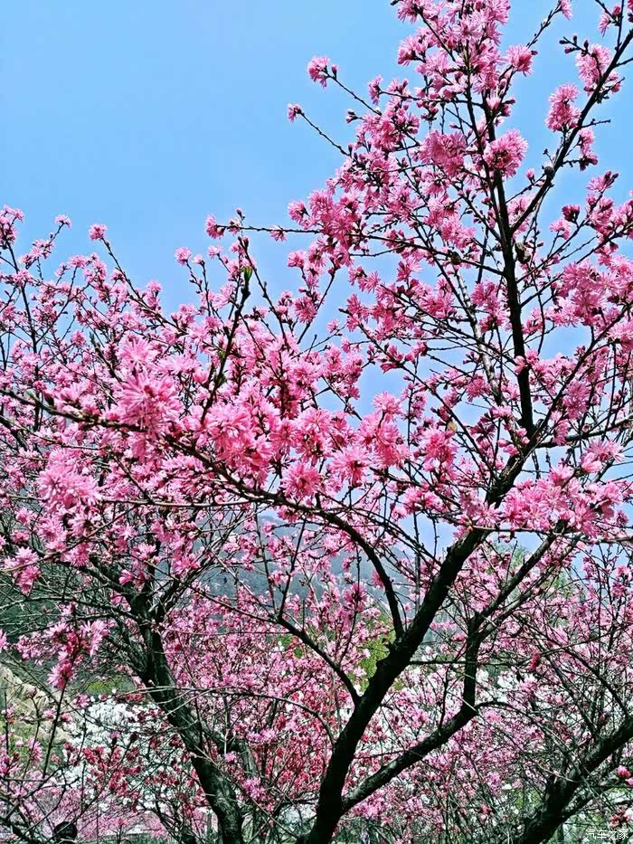 桃之夭夭灼灼其华四月桃花源处赏桃花泰山桃花源