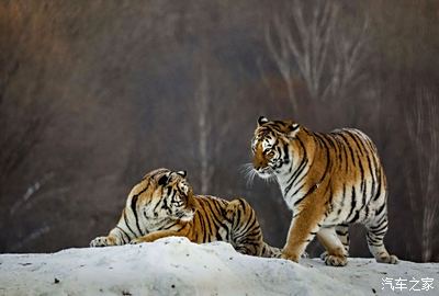 雪地里面可爱的小老虎