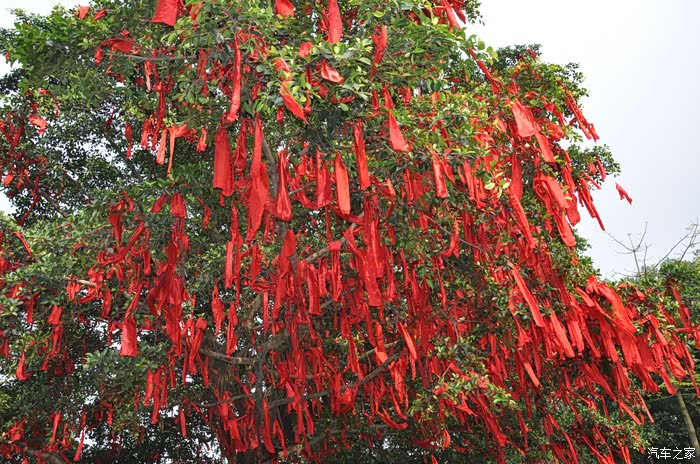 好大一棵许愿树!