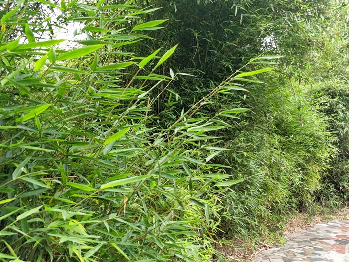 茂密的箭竹林