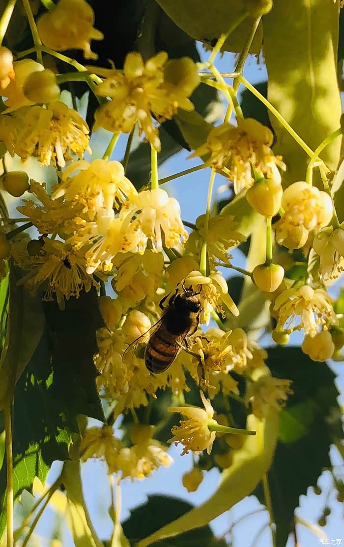 北海公园逛一逛看椴树花开