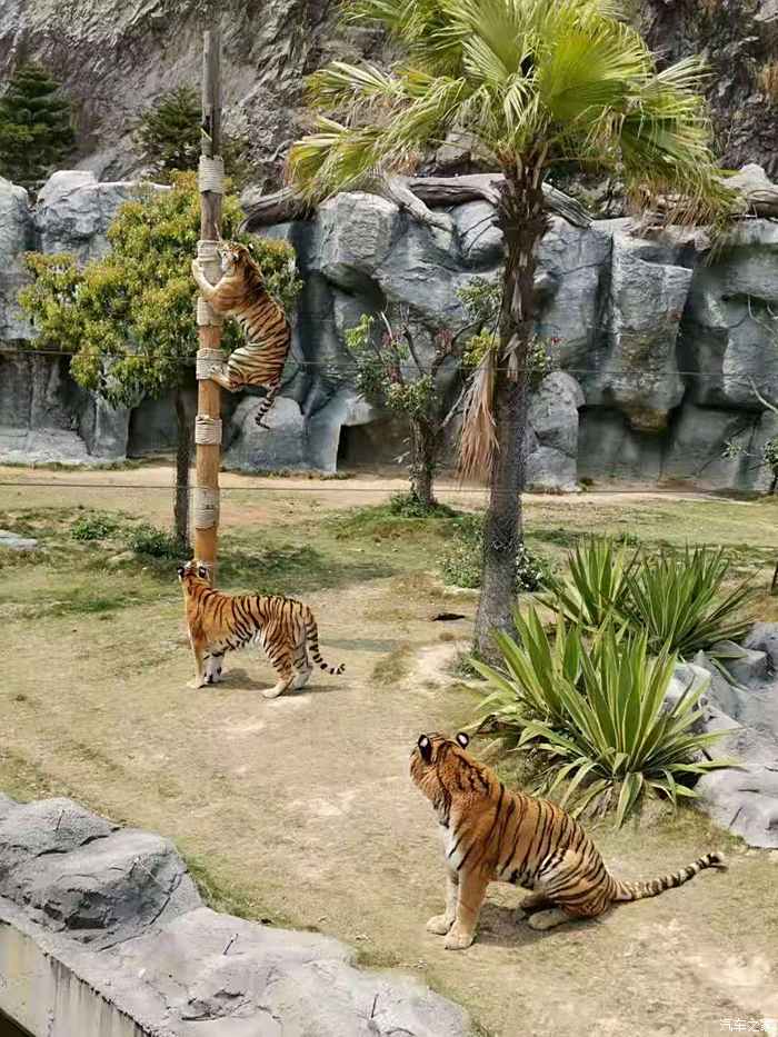 福建最大动物园图片