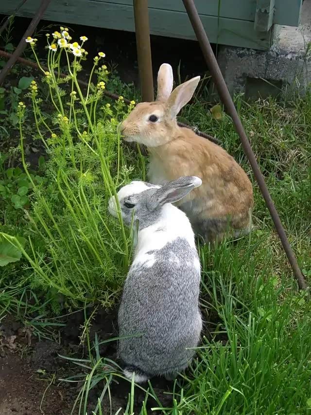 一边赏花一边在花园散步的动物们.