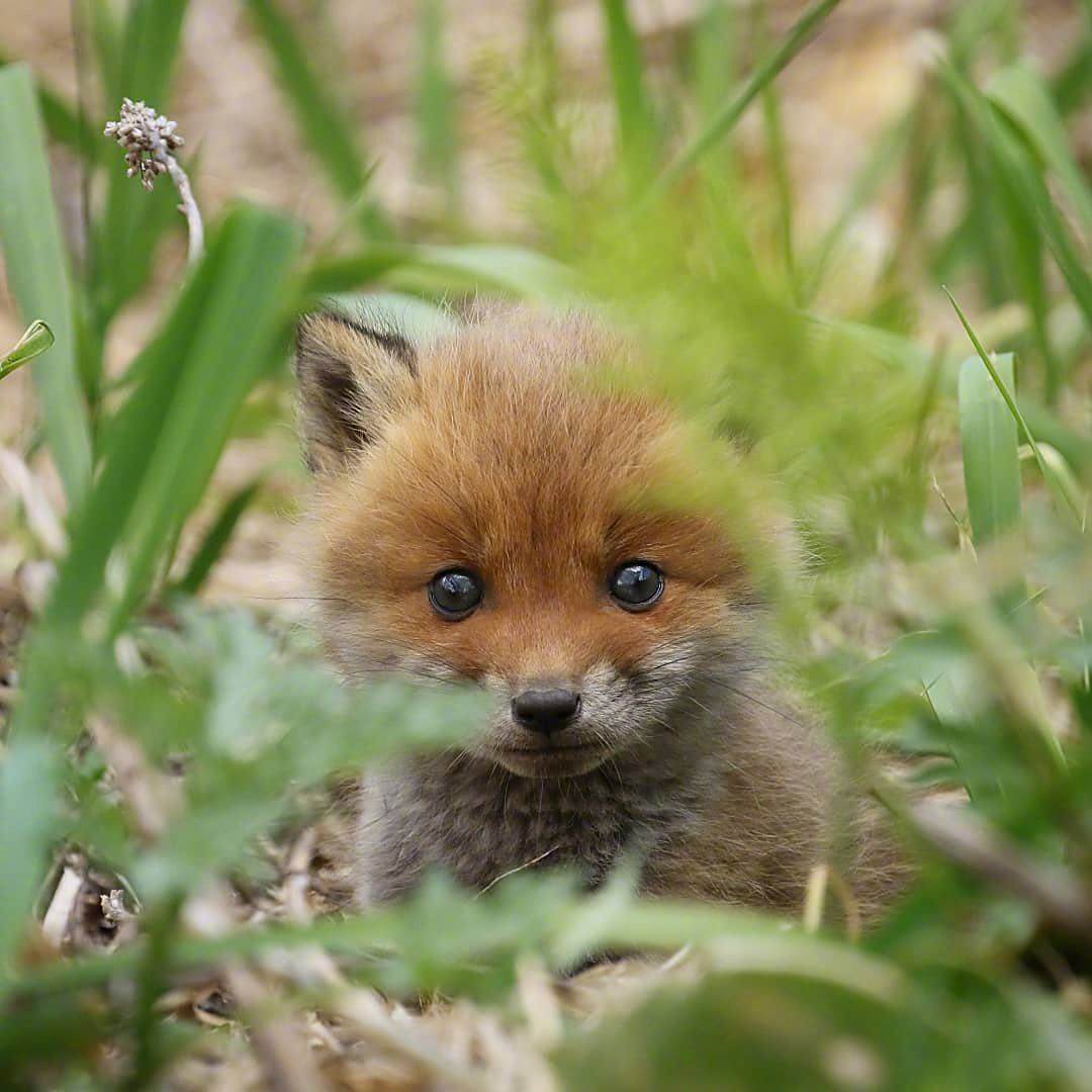 可爱的小狐狸崽崽