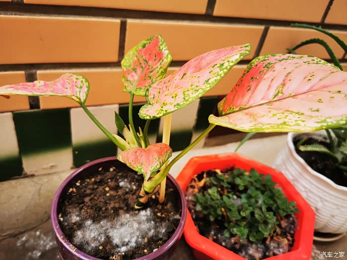 老婆养的花不知道叫啥