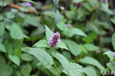 这种三片叶子的菜叫做藿香,它可是绝佳的调味品.
