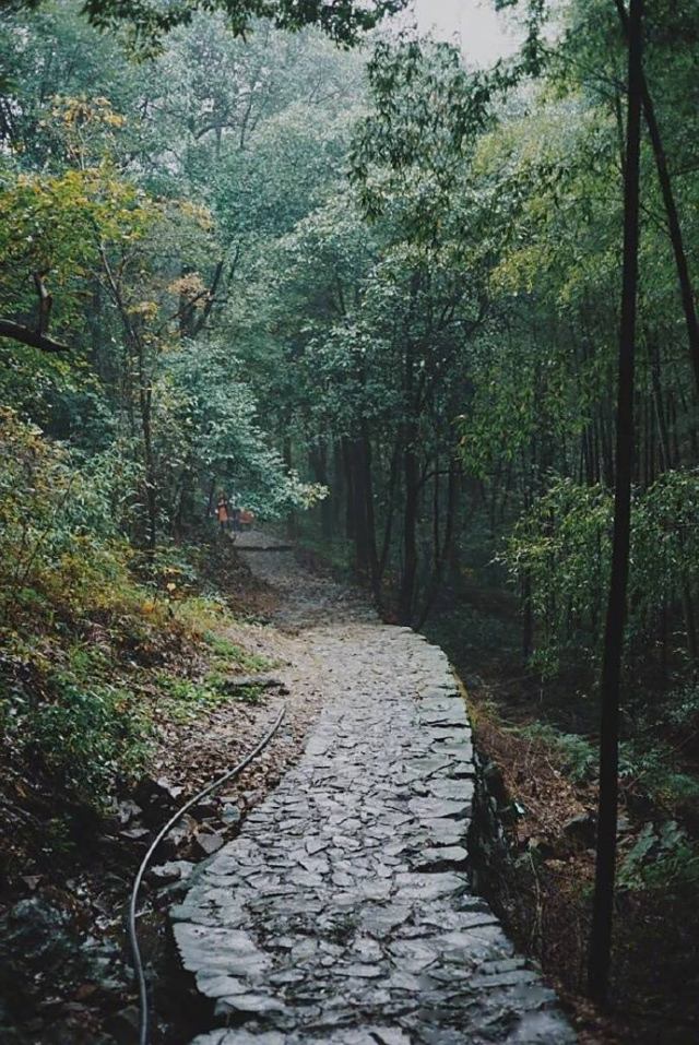 這是一片竹雨重重的景色