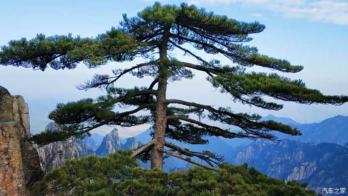 "团结松",一棵松树枝丫相拥在一起,铁根盘结,竞相生长,上面长56个树干