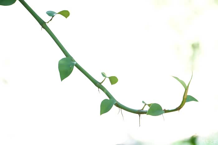 野外偶然发现的一株绿萝.