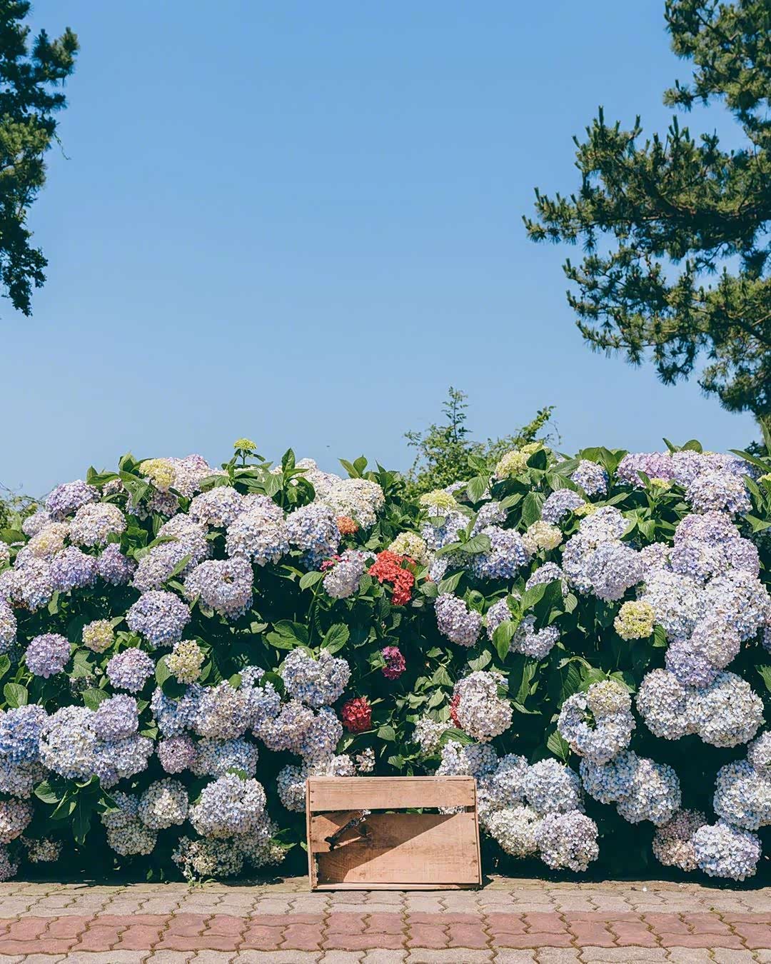 很喜欢夏天里漂亮的绣球花