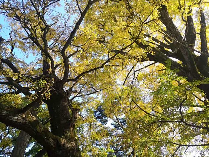 【图】初冬时节,福严寺赏银杏_湖南论坛_汽车之家论坛