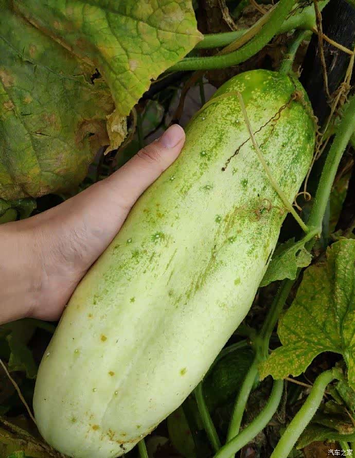 这个是黄瓜,为什么这么粗,因为妈妈忘记摘,哈哈哈,据说可以留种子用.