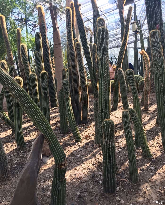 长条的仙人掌