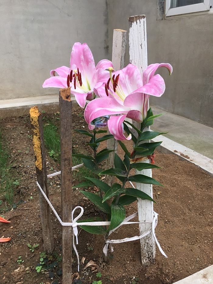 随拍百合花,学名(lilium brownii var viridulum baker)