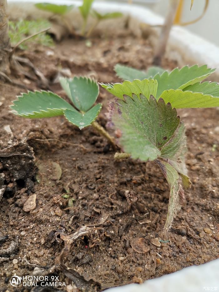 萬物復甦送福利樓頂盆栽水果草莓分享一下