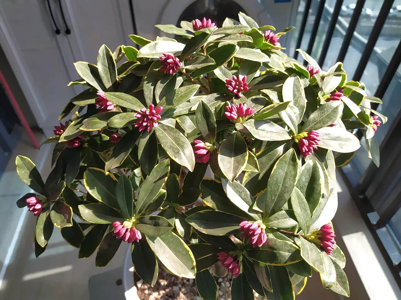 秋冬季节适合养这种花金边瑞香