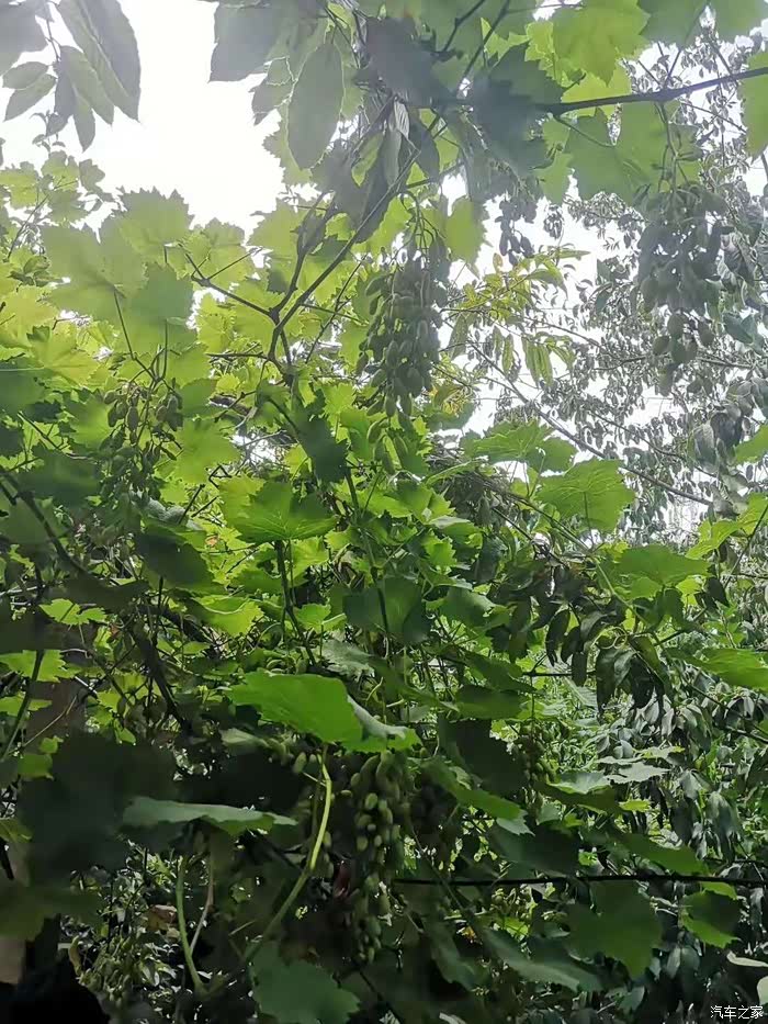 公园旁的一片野葡萄